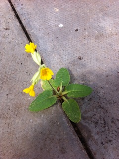 A cowslip growing between tiles in Glasshouse 2